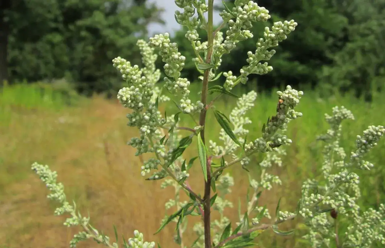 Planta de artemisa con peque&ntilde;as flores blancas y verdes, liberando polen en un campo.