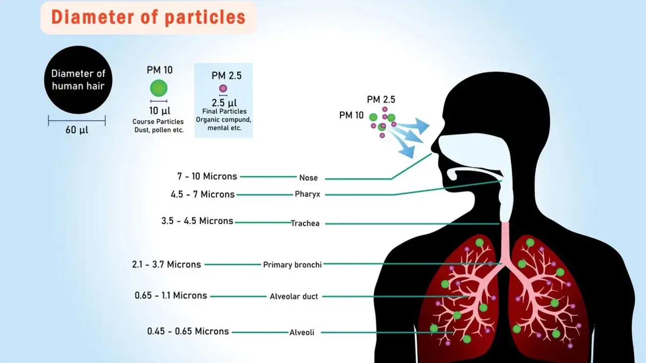 Ilustración muestra cómo las partículas contaminantes entran en el cuerpo humano, afectando desde la nariz hasta los alvéolos.