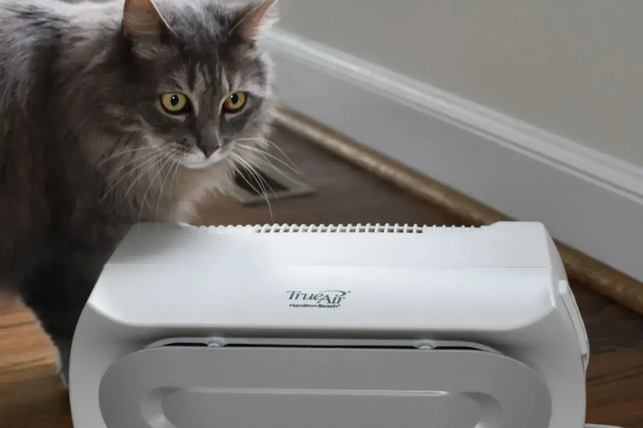 Gris gato mira un purificador de aire, una solución para como eliminar el pelo de gato del ambiente.