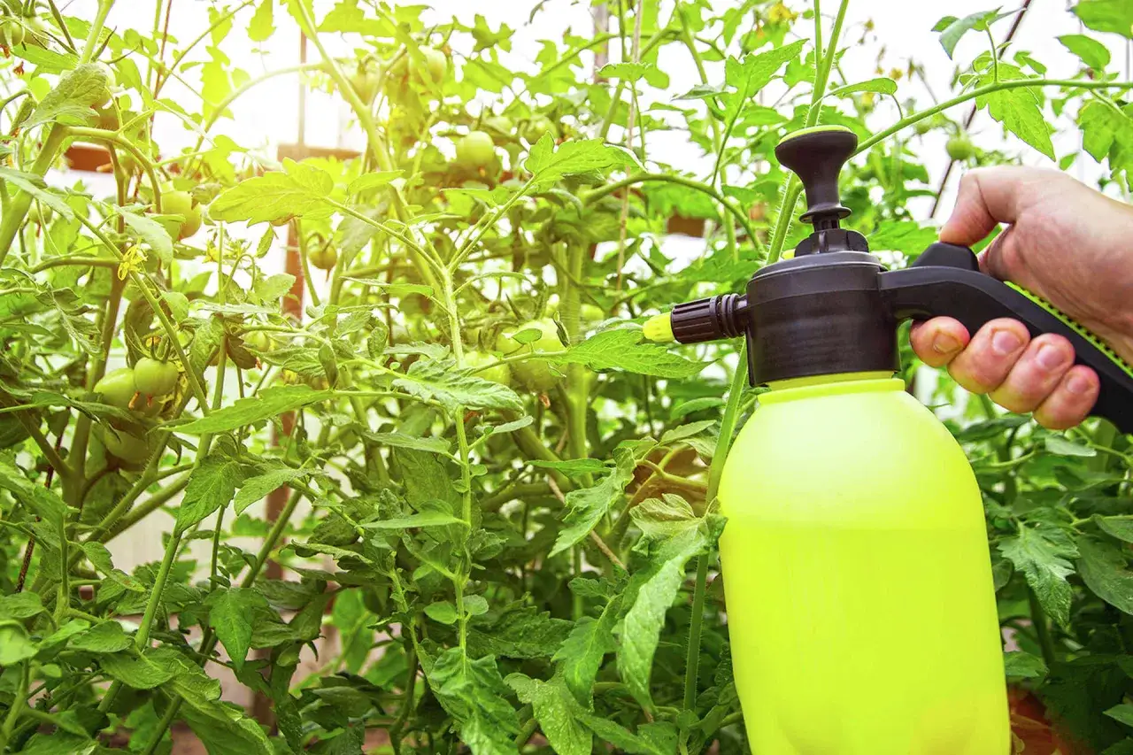 Pulverizador roc&iacute;a plantas de tomate. Se exploran las propiedades del amoniaco para el crecimiento vegetal.